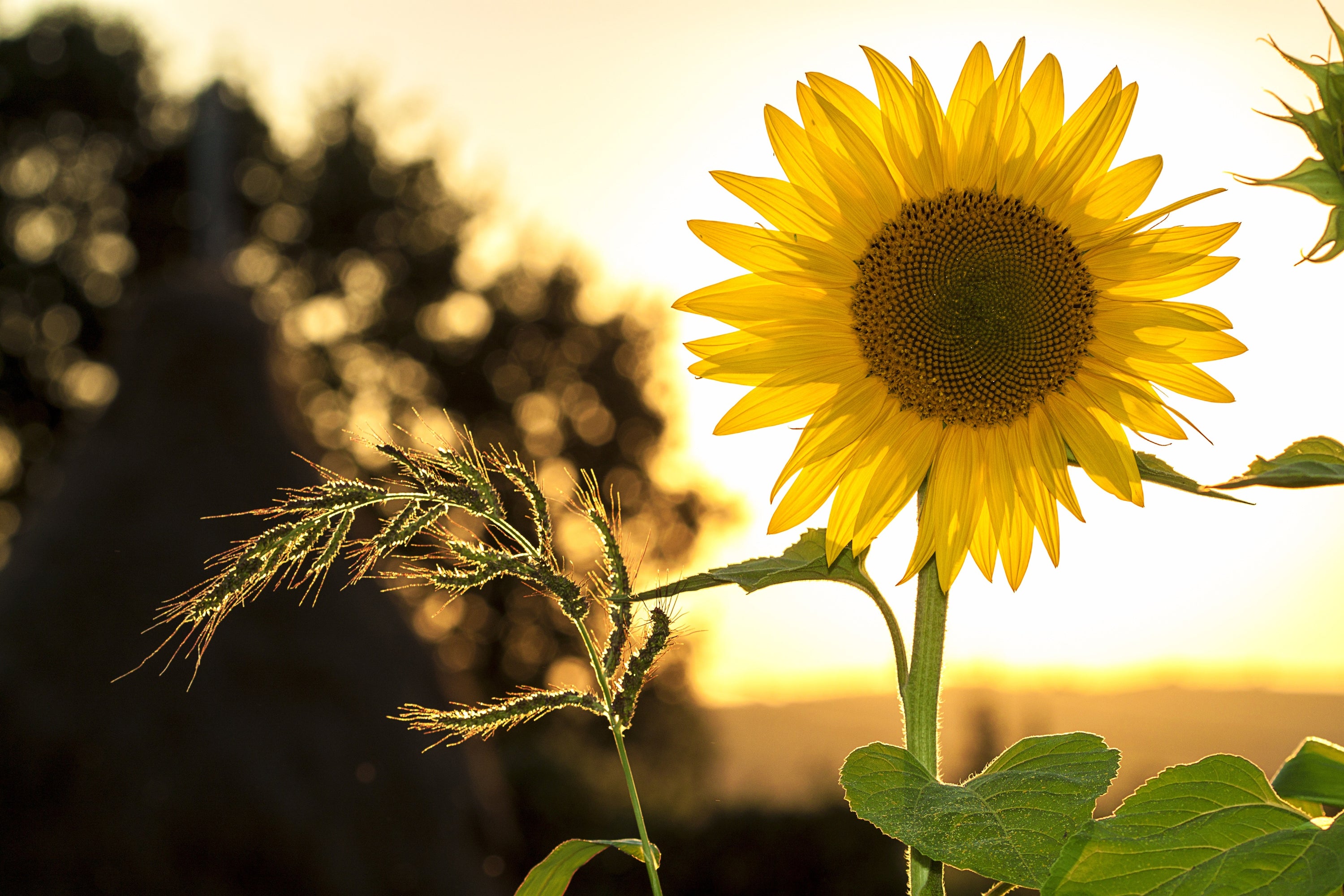 Ways to 'do your bit' for the environment 🌻